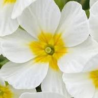 White Primula Flower Seeds Heirloom Non-GMO High Germination Organic Garden Seeds