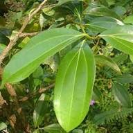 Bay Laurel Seeds for Planting – Heirloom Non-GMO High Germination Organic Garden Seeds
