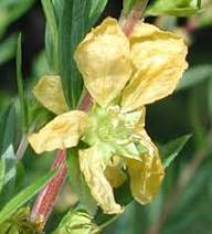 Sinicuichi Flower Seeds for Planting – Heirloom, Non-GMO, High Germination Organic Garden Seeds