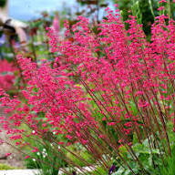 Red Heuchera Sanguinea Flower Seeds – Heirloom Non-GMO High Germination Organic Garden Seeds for Planting