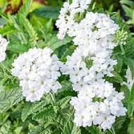 Semillas de verbena de flor blanca perenne – Semillas de jardín orgánicas de alta germinación, no transgénicas, de reliquia