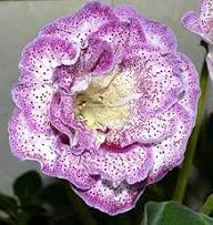 White Purple Gloxinia Flower Seeds Heirloom Non-GMO High Germination Organic Garden Seeds for Planting