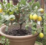 Eureka Lime Seeds – Heirloom, Non-GMO, High Germination Organic Garden Seeds