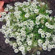 White Alyssum Flower Seeds Heirloom Non-GMO High Germination Organic Garden Seeds