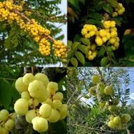 Yellow Phyllanthus Acidus Seeds Heirloom Non-GMO High Germination Organic Garden Seeds for Planting