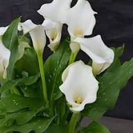 White Zantedeschia Calla Lily Flower Seeds – Heirloom Non-GMO High Germination Organic Garden Seeds