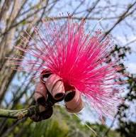 Semillas de flores Ellipticum Rosado – Semillas de jardín orgánicas, reliquia, sin OMG y de alta germinación para plantar