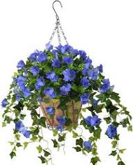 Purple Hanging Petunia Flower Seeds Heirloom Non-GMO High Germination Organic Garden Seeds for Planting