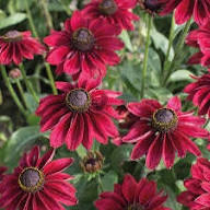 Red Rudbeckia Flower Seeds for Planting – Heirloom, Non-GMO, High Germination Organic Garden Seeds