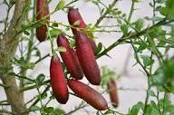 Lime Seeds Heirloom Non-GMO High Germination Organic Garden Seeds for Planting