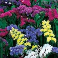 Mix Statice Flower Seeds – Heirloom, Non-GMO, High Germination Organic Garden Seeds