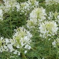 White Hassleriana Flower Seeds for Planting Heirloom Non-GMO High Germination Organic Garden Seeds
