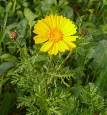 Yellow Marguerite Flower Seeds – Heirloom, Non-GMO, High Germination Organic Seeds
