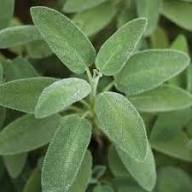 Organic Sage Plant Seeds Heirloom Non-GMO High Germination Organic Garden Seeds