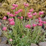 Semillas de flores Pink Pussytoes Semillas de jardín orgánicas de polinización abierta, sin OMG, de alta germinación para sembrar