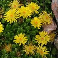 Yellow Diversifolia Flower Seeds for Planting – Heirloom, Non-GMO, High Germination