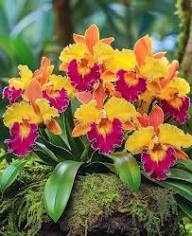 Yellow Cattleya Orchid Flower Seeds – Heirloom, Non-GMO, High Germination Organic Garden Seeds