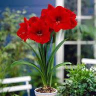 Red Barbados Lily Flower Seeds Heirloom Non-GMO High Germination Organic Garden Seeds for Planting