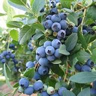 Jewel Blueberries Fruit Seeds for Planting – Heirloom, Non-GMO, High Germination Organic Garden Seeds for Fresh Sweet Blueberries