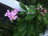 Pink Pereskia Flower Seeds – Heirloom Non-GMO High Germination Organic Garden Seeds for Planting