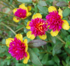 Yellow Pink Purslane Flower Seeds – Heirloom Non-GMO High Germination Organic Garden Seeds
