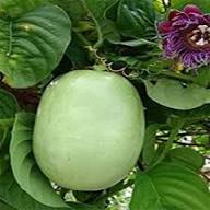 Green Gondhoraj Lemon Seeds for Planting – Heirloom Non-GMO High Germination Organic Garden Seeds
