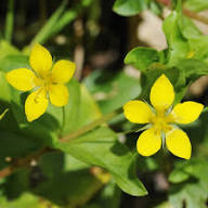 Yellow Pimpernel Flower Seeds – Heirloom Non-GMO High Germination Organic Garden Seeds