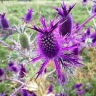 Purple Eryngium Flower Seeds – Heirloom, Non-GMO, High Germination Organic Garden Seeds for Planting