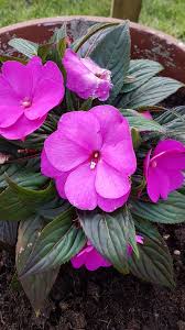 Purple Giant Impatiens Flower Seeds Heirloom Non-GMO High Germination Organic Garden Seeds for Planting