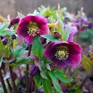Pink Helleborus Flower Seeds – Heirloom, Non-GMO, High Germination Seeds