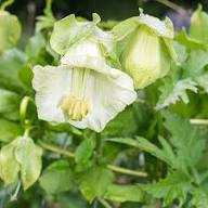 White Cobaea Flower Seeds Heirloom Non-GMO High Germination Organic Garden Seeds for Planting