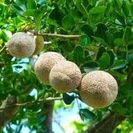 Ash Limonia Acidissima Seeds Heirloom Non-GMO High Germination Organic Garden Seeds for Planting