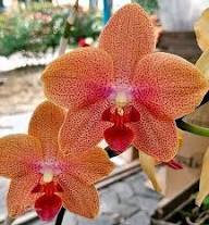 Yellow Red Phalaenopsis Flower Seeds – Heirloom, Non-GMO, High Germination Organic Seeds
