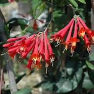 Pink Lonicera Sempervirens Flower Seeds Heirloom Non-GMO High Germination Organic Garden Seeds for Planting