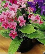Streptocarpus Flower Seeds Light Pink for Planting – Heirloom, Non-GMO, High Germination Organic Garden Seeds