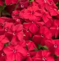 Red Phlox Perennial Flower Seeds Heirloom Non-GMO High Germination Organic Garden Seeds