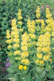 Yellow Gentiana Flower Seeds Heirloom Non-GMO High Germination Organic Garden Seeds for Planting