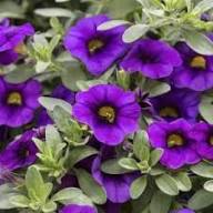 Purple Calibrachoa Flower Seeds for Planting Heirloom Non-GMO High Germination Organic Garden Seeds
