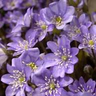Purple Hepatica Nobilis Flower Seeds Heirloom Non-GMO High Germination Organic Garden Seeds for Planting