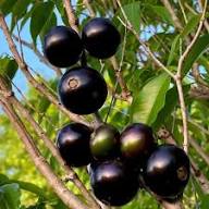Organic Jabuticaba Seeds – Heirloom, Non-GMO, High Germination Organic Garden Seeds for Planting
