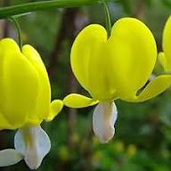 Yellow Dicentra Spectabilis Flower Seeds for Planting – Heirloom, Non-GMO, High Germination