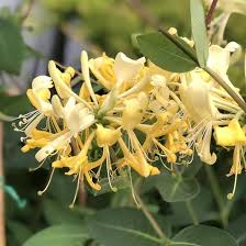 Yellow White Honeysuckle Flower Seeds for Planting | Heirloom Non-GMO Organic