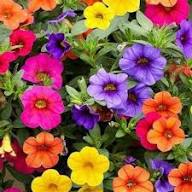 Pieces Mixed Calibrachoa Flower Seeds – Heirloom, Non-GMO, High Germination Organic Garden Seeds for Planting