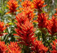 Red Castilleja Miniata Flower Seeds – Heirloom, Non-GMO, High Germination Organic Garden Seeds for Planting Seeds for Planting