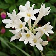 Sparaxis Flower Seeds White – Heirloom, Non-GMO, High Germination Organic Garden Seeds