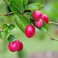 Pink Dulcificum Seeds for Planting – Heirloom Non-GMO High Germination Organic Garden Seeds