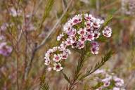 Chamelaucium Flower Seeds Pink Heirloom Non-GMO High Germination Organic Garden Seeds for Planting