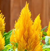 Yellow Celosia Seeds – Heirloom, Non-GMO, High Germination Organic Garden Seeds