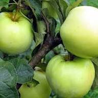 Antonovka Apple Tree Seeds for Planting – Hardy &amp; Delicious Homegrown Apples, Heirloom &amp; Non-GMO, High Germination Seeds Organic Garden Seeds