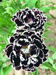 Semilla de flores de dianthus blanco y negro – Herencia, sin OMG, semillas de jardín orgánicas de alta germinación para plantar